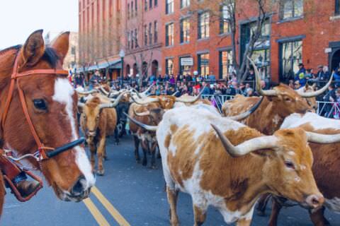 Denver, Colorado Parade